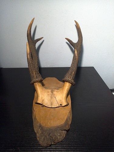 Antikes hirschgeweih ender - hirschgeweih, 6