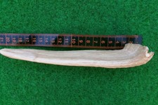 alter abnormer Zahn Hauer