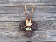 Rehbock Gehörn Geweih