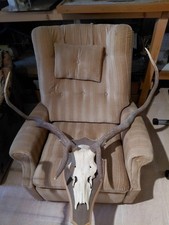  Abnormes Rothirschgeweih  