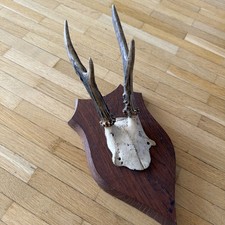 Jagdtrophäe Geweih 1922 