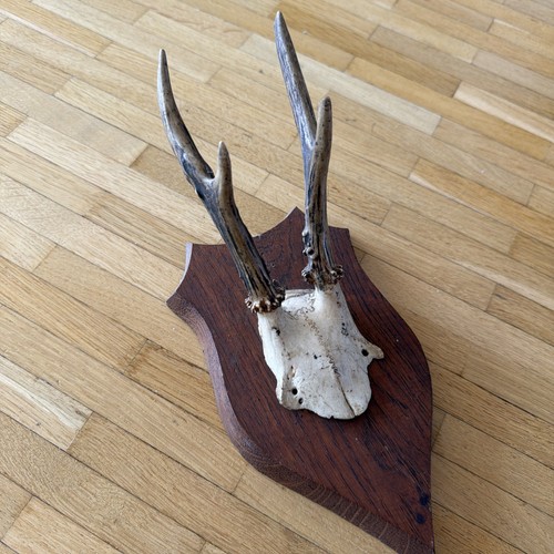 Jagdtrophäe geweih 1922 - 1922,