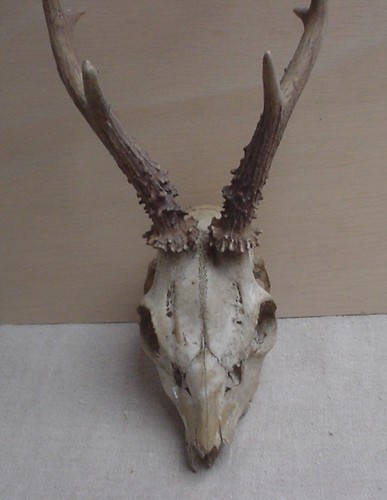 Rehgeweih vor 1945 - ?, jagd