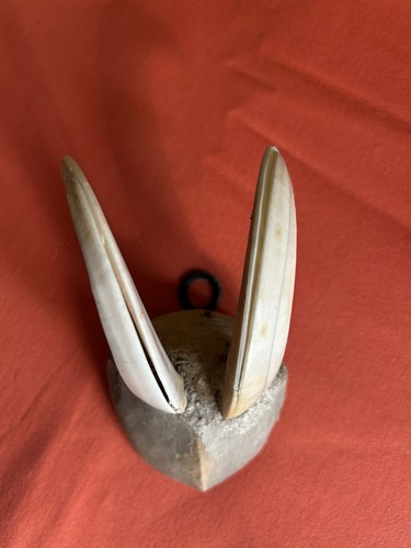 Jagdtrophäe koriosität - jagdtrophäe,,
