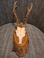 Rehbockgehörn ca. 1920