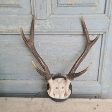 C1112 Altes Geweih ~ Hirsch ~