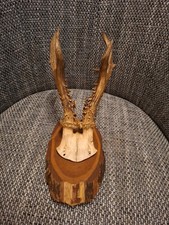 Rehgeweih auf Holzschild