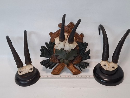 Altes gamsgeweih jagd - 3, x