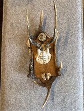 Antike Jagdtrophäe 1900-