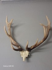 Geweihe - Hirschgewehe und