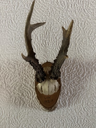Rehbock geweih trophäe antik - geweih,