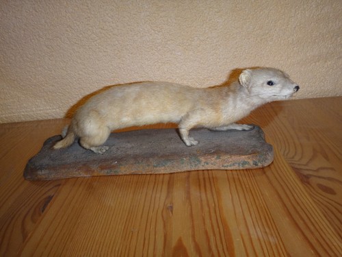 Tierpräperat marder - tierpräperat,