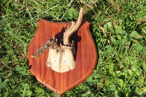 Abnormales rehbock geweih - rehbock-,