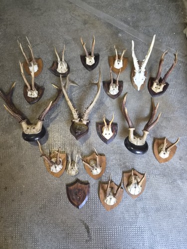 Sammlung rehgehörne geweihe - rehgehörne,