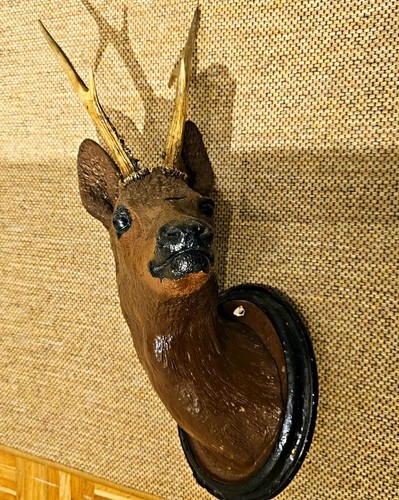 Antiker rehbock rehkopf jagd - rehbock,