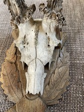 Altes Rehgeweih von 1974 aus