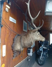 Hirschkopfgeweih 9 Ender