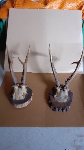 2antike starke rehgeweihe - 2antike,