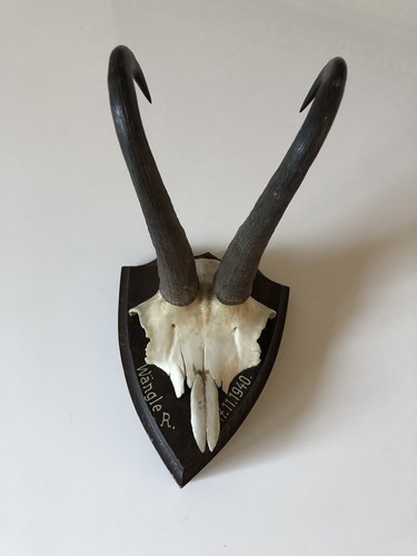 Antike gams jagdtrophäe - antike,