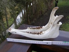 Unterkiefer Rothirsch. 25cm.