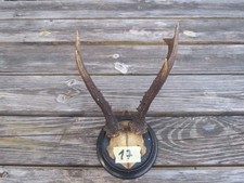 Rehbock Gehörn Geweih