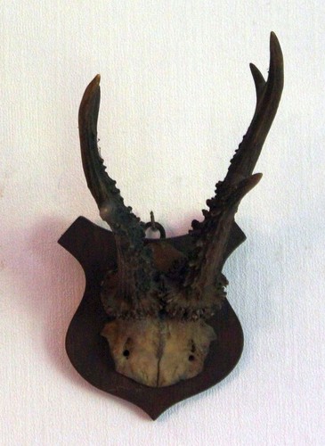 Alte trophäe geweih - trophäe,