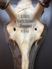 9.9.1941 Rehbock Geweih