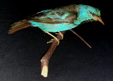 Tierpräparat | Vogelpräparat