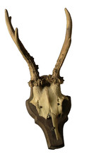 Rehgeweih - Rehgehörn  -  aus