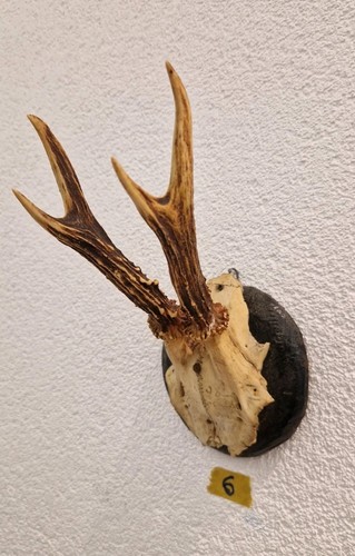 Rehbock rehgeweih trophäe - rehbock,