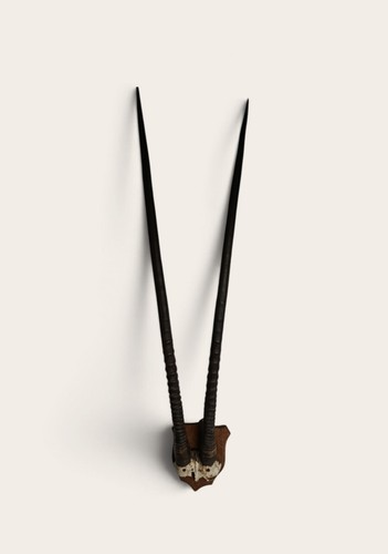 Oryx hornlänge - gazella),