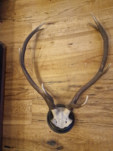 Antik trophäe altes kapitales - trophäe,