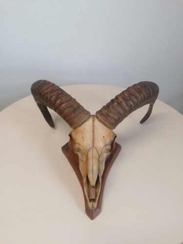 Mufflon widder geweih gehörn - widder,