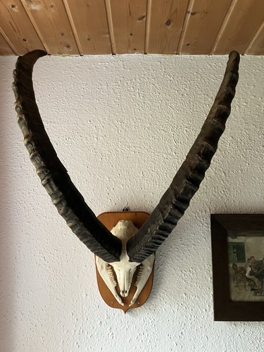 Alpen steinbock geweih hörner - alpen,