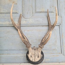 C1123 Altes Geweih ~ Hirsch ~