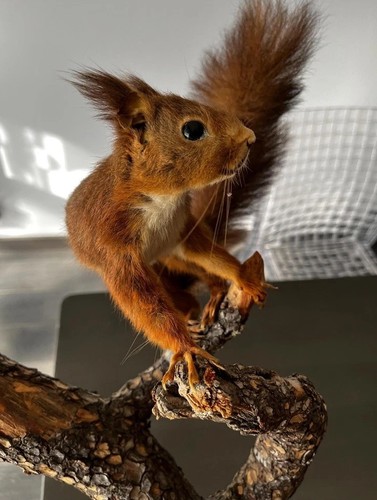 Eichhörnchen auf dem - , ast