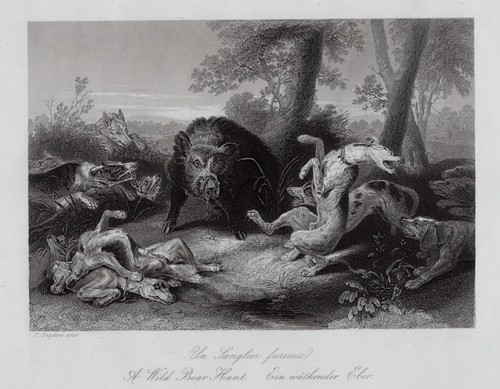 Jagdhunde ein wütender - wütender, eber