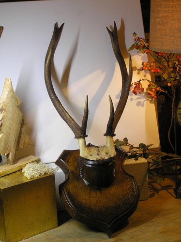 Altes hirschgeweih jagd - altes,