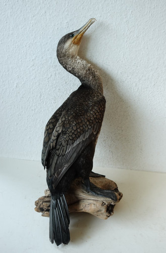 Präparierter kormoran - präparierter,