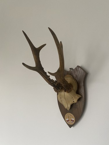 Jagdtrophäe auf tafel aus - jagdtrophäe,,