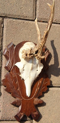 Abnormales rehbock geweih - geweih,