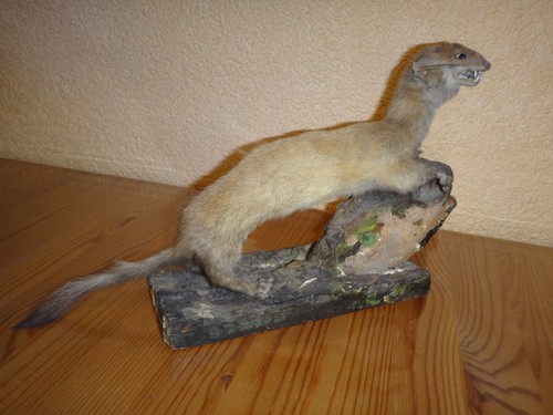 Tierpräperat hermelin - tierpräperat,