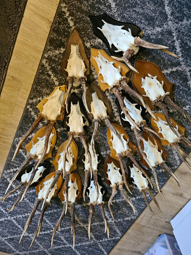 Jagdtrophäen geweihe - geweihe, 4x