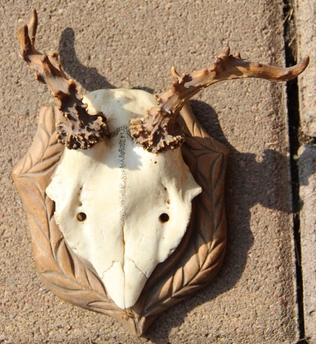 Abnormales rehbock geweih - abnormales,