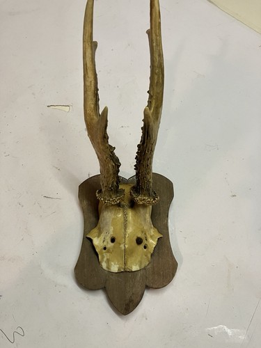 Antike jagdtrophäe rehbock - antike,
