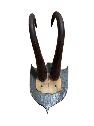 Historische gemsenhörner - historische,